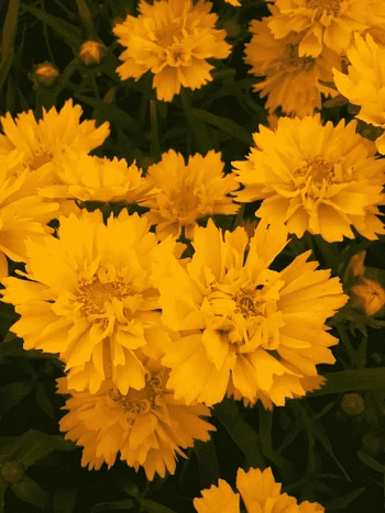 Кореопсис крупноцветковый Early Sunrise