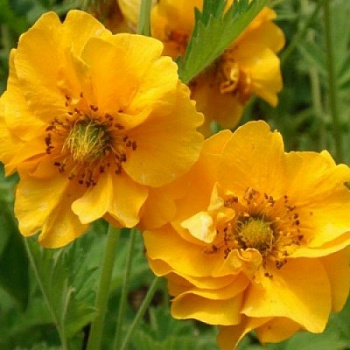 Гравилат чилийский Дабл Санрайз