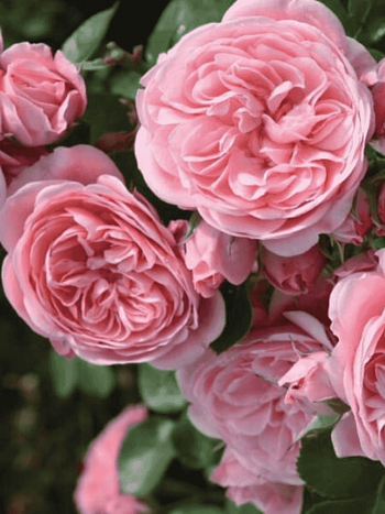 Роза флорибунда Роза Bailando