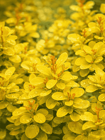 Барбарис Тунберга Yellow Bird
