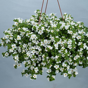 Бакопа раскидистая Gulliver Compact White