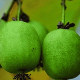 Актинидия Аргута Kokuwa