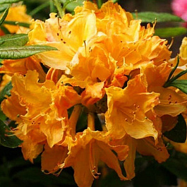 Азалия японская Голден Лайтс