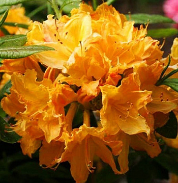 Азалия японская Голден Лайтс