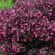 Вейгела цветущая Nana Purpurea