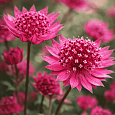 Астранция большая Red joyce