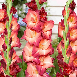 Гладиолус крупноцветковый Окасо