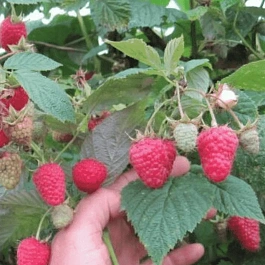 Малина обыкновенная Тадмор