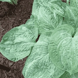 Хоста Split Milk