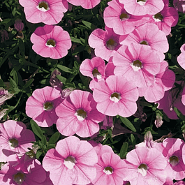 Калибрахоа Neo Rose