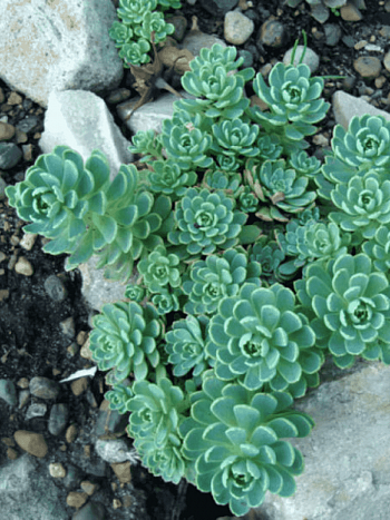 Очиток толстоветвистый Opal