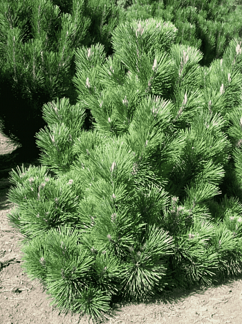 Сосна тунберга Maijima