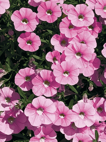 Калибрахоа Neo Rose