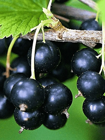 Смородина черная Литвиновская