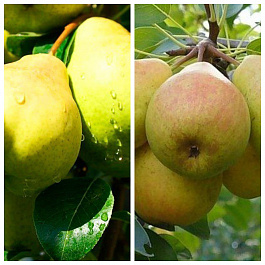 Дерево-сад (2-3х летка) груша 2 сорта Москвичка-Просто Мария