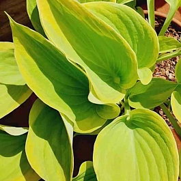 Хоста Dutch Flame