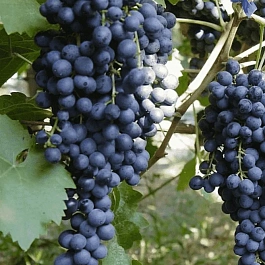 Виноград культурный Muscat Bleu