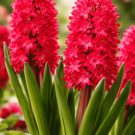 Гиацинт Scarlet Pearl