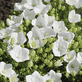 Колокольчик  карпатский Pearl White