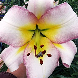 Лилия ОТ-гибрид Бейджинг Мун