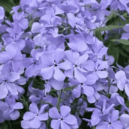 Флокс растопыренный Blue Moon