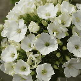 Флокс метельчатый Green Leaf