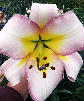 Лилия ОТ-гибрид Бейджинг Мун