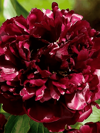 Пион Молочноцветковый Black Beauty