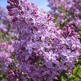 Сирень обыкновенная Маршал Конев