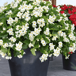 Бегония Big White Green Leaf