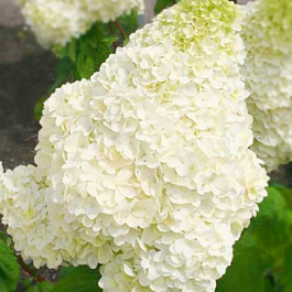 Гортензия метельчатая Диамантино