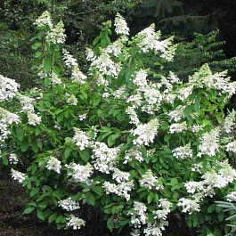 Гортензия метельчатая Levana