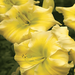 Лилейник Tequila and Lime