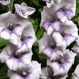 Гладиолус Condor Pasa