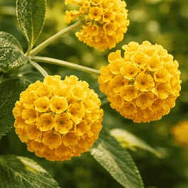 Буддлея красно-желтая Sungold