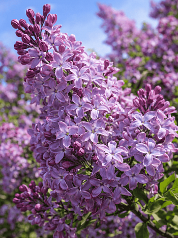 Сирень обыкновенная Маршал Конев