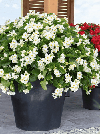 Бегония Big White Green Leaf