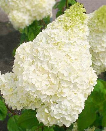 Гортензия метельчатая Диамантино