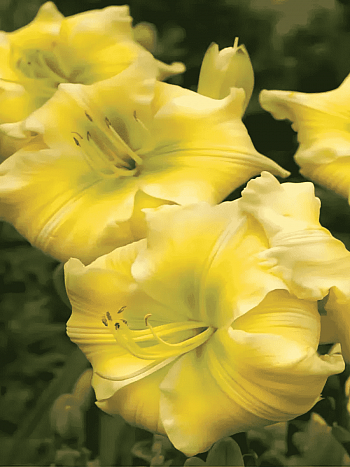 Лилейник Tequila and Lime