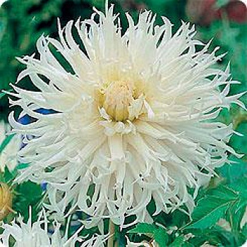 Георгина Бахромчатая Цуки Йори Но Шиша