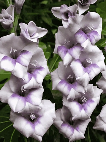 Гладиолус Condor Pasa