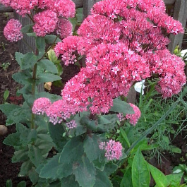 Седум гибридный Эбби дор