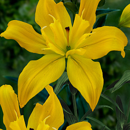 Лилия азиатская махровая Кенсингтон НАБОР 2ШТ (2+2)