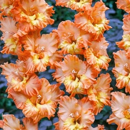 Гладиолус  Princess Frizzle