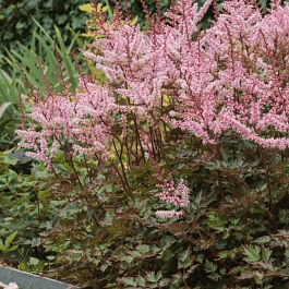 Астильба простолистная Delft Lace