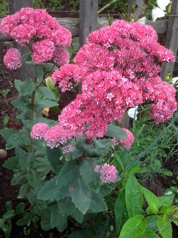 Седум гибридный Эбби дор