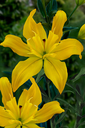 Лилия азиатская махровая Кенсингтон НАБОР 2ШТ (2+2)