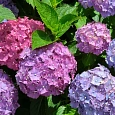 Гортензия крупнолистная Mix