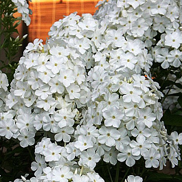 Флокс метельчатый Фудзияма