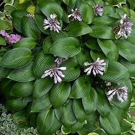 Хоста гибридная Дэвон Грин